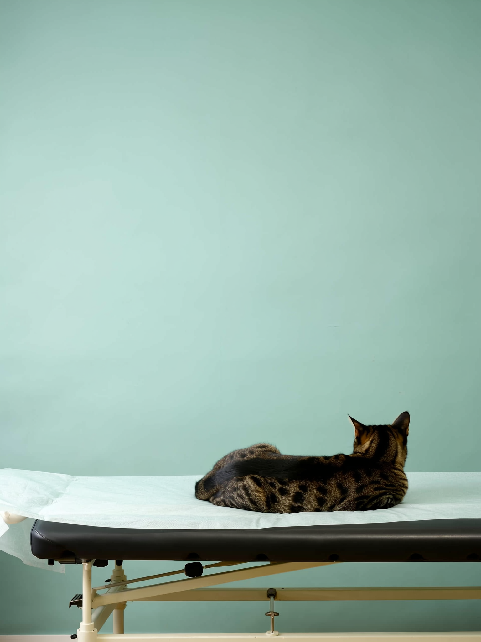 Kat rustig geaaid tijdens het onderzoek op de behandeltafel